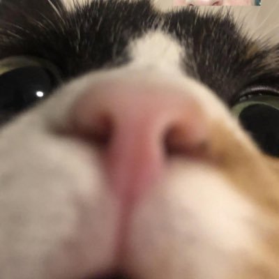 klxnQT's profile picture. monotone passive aggressive fps player