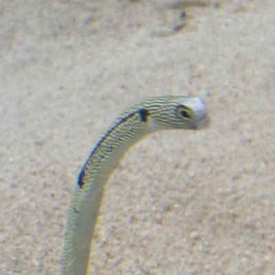 Ponzu8300's profile picture. いつか投稿するかも 成人済みです