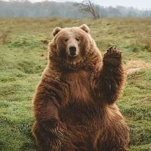 agvdo's profile picture. psicose em tempo real