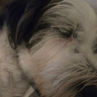 justinadhers's profile picture. Militante de la sopa de municiones.
                                 Mamá de Beti 🐕‍🦺 y El Chiqui 🦮