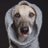 Silvia1515182's profile image