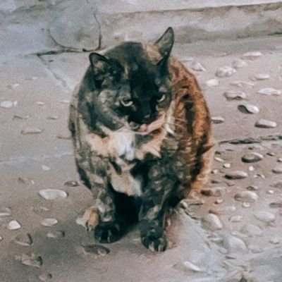 aggressiverbbit's profile picture. a student of life; a minimalist; You have your own world, so do I.