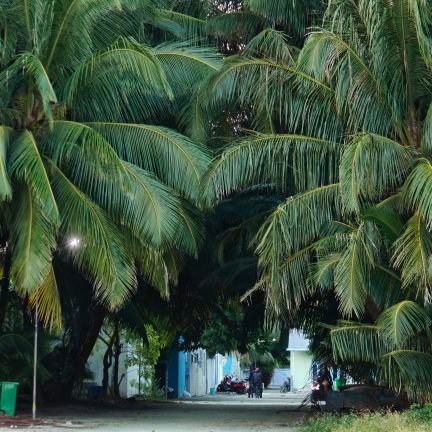 farashmv's profile picture. 