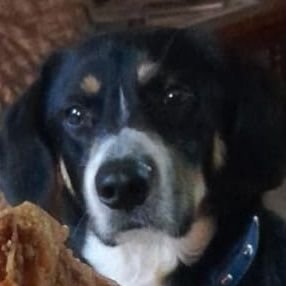 CrazyLife_OG's profile picture. Director - @brianclaudios & @heyits_dav.
Participando en @directmania .
Mod con anécdotas mías bizarras con impacto ambiental.