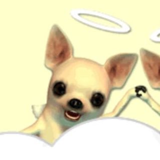 gociraco's profile picture. 