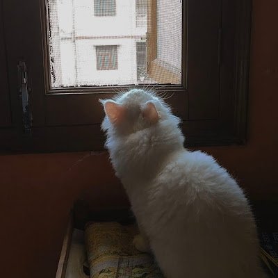 SaarahZulfequar's profile picture. 