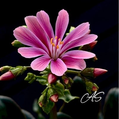 nettisteel's profile picture. Verheiratet, 1 Tochter. Wenn du still bist, verstehen dich nur Menschen, die dich fühlen. 🇩🇪