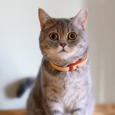 Ahmed_hamada_13's profile picture. Alexandria