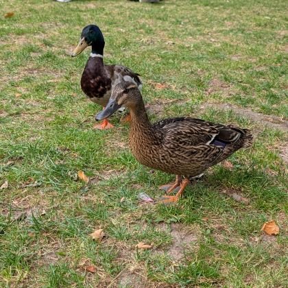 readytobark's profile picture. sub | all things Findom & femdom