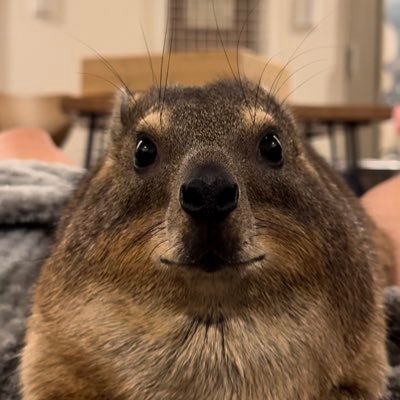 Oyasumi_Sempai's profile picture. Sosie officiel d'une brique de lego || Mimisa || discord: Vonlow#8816 ||