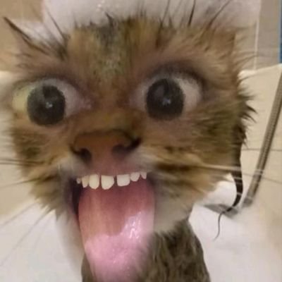 p_prxnxy's profile picture. 💻🐧