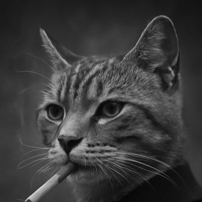 Mohamad1513367's profile picture. 