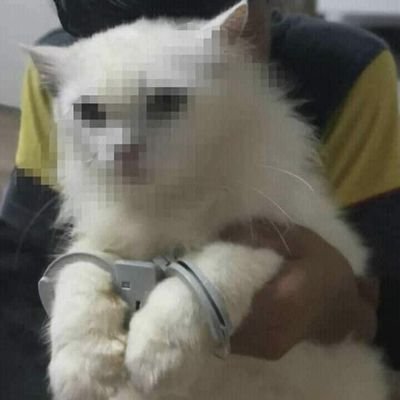 _0x573_n's profile picture. just a tech!
Free Palestine