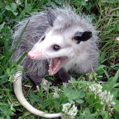 a_shroomy_rat's profile picture. 