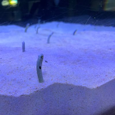 dmp_774's profile picture. 地位が低くて可哀想な人 社不大学生  b1