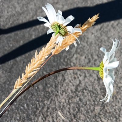 LeuenbergerBsr's profile picture. 