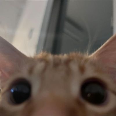 adorablws's profile picture. (I love cats) anitwt hsrtwt genshintwt mainly on bluesky now (adorablws)