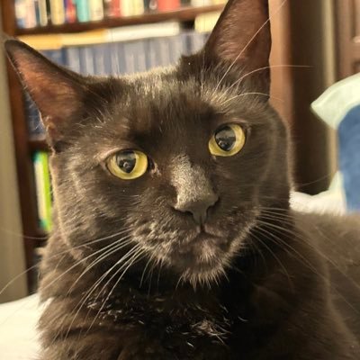 TomKattman's profile picture. Rom. 6:23. Conservative Cat. Best pal: Puma; patron saint: Molly (OTRB 5/22/2020). Followbacks at my discretion. NO DMs unless I know you. #ECC
