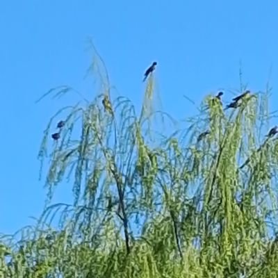 Isabel43048035's profile picture. 🇨🇱CHILENA🇨🇱 22% 🇨🇱🇨🇱🇨🇱🇨🇱🇨🇱🇨🇱🇨🇱