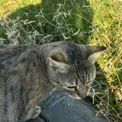 biohu's profile picture. Biologist🔬| @IAU_KSA