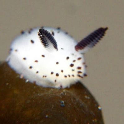 creaturesewer's profile picture. old acc is @sewerccreature ok?ok