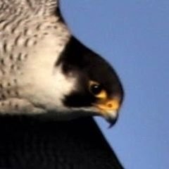 PeterColeman62's profile picture. Retired. Mainly found around the Dover area.Likes Peregrine falcons. Birds/ birdsong, gardens. Full English. Fish & chips. Drinking tea.