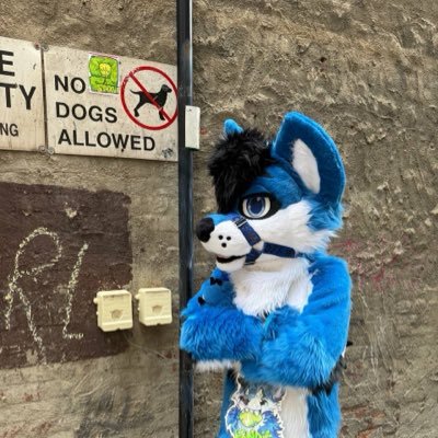 BanditTheWoof's profile picture. Just another blue wolf 🐾 | 29 | Electrical & Software Engineer | Husky dad | 🐺🩵🦌 | 🧵🪡 FurryFrost & Sittin Kitten | 🔞
