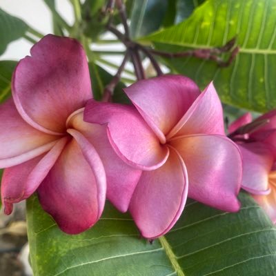 920_als's profile picture. 