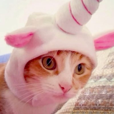 tamatowne's profile picture. (๑･̑◡･̑๑) 🍩🫧 ⊹ ۪ 𖥔ˑ ִ ֗ ִ ۫ ˑ𖥻 ִ. ⋆˙⟡