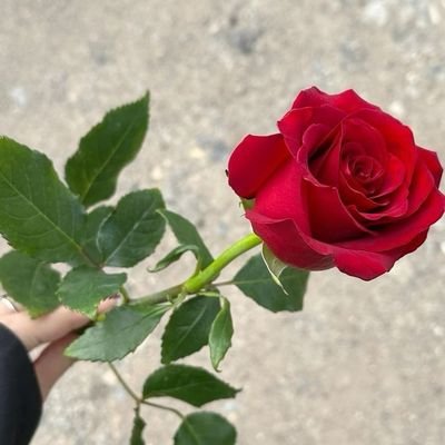 saja33131's profile picture. 