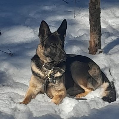 Dantesedmo5686's profile picture. pas grand-chose à dire à part une vie bien remplie et maintenant dans la forêt du Québec