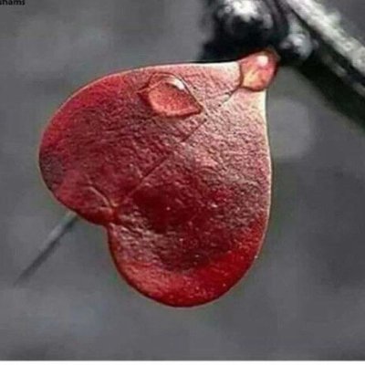 Glit0Kapla's profile picture. היזהרו מלהיות רציונליים מדי  בארץ המשוגעים  האדם המשולב לא הופך למלך  הוא נרצח בלינצ 
 🔥 אלדוס האקסלי