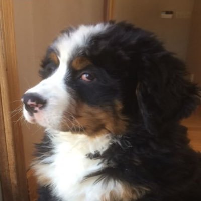 cassette_bside's profile picture. millions will woof and bark and frolic in the grass