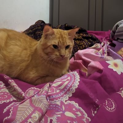 jeke_jait's profile picture. Hello World?