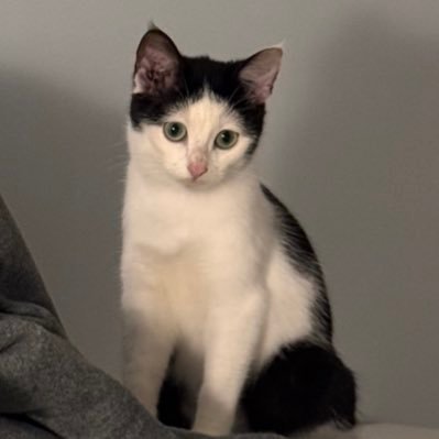 bijoumeringue's profile picture. 