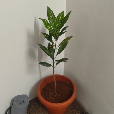 ashirwxd's profile picture. Nolefam