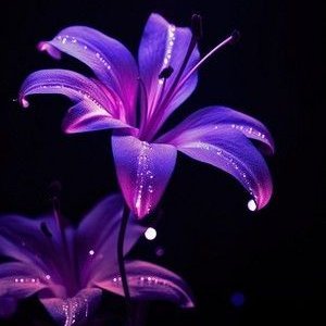 moonlightlily_7's profile picture. ✦𝒲𝒽𝑒𝓇𝑒 𝓈𝓉𝑜𝓇𝒾𝑒𝓈 𝒷𝓁𝑜𝑜𝓂 𝒶𝓃𝒹 𝓁𝑜𝓋𝑒 𝓊𝓃𝒻𝑜𝓁𝒹𝓈 ✦ 𝐿𝑜𝓈𝓉 𝒾𝓃 𝓅𝒶𝑔𝑒𝓈, 𝓈𝒸𝑒𝓃𝑒𝓈, 𝒶𝓃𝒹 𝓁𝑜𝓋𝑒 𝒷𝑒𝓎𝑜𝓃𝒹 𝓉𝒽𝑒 𝓈𝓉𝒶𝓇𝓈 ✦