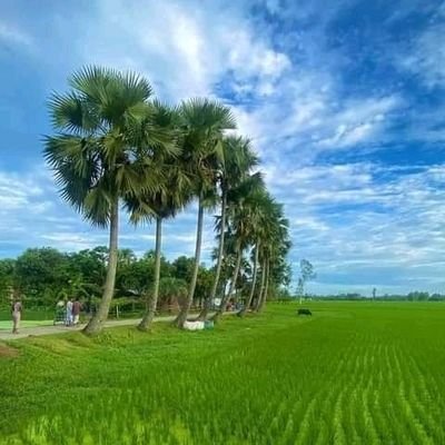 MRashid64539's profile picture. 