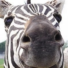 p1qn0_'s profile picture. ꙳★ｷﾝｼﾞｮｰｽｶｲ🖤⋆͛*͛