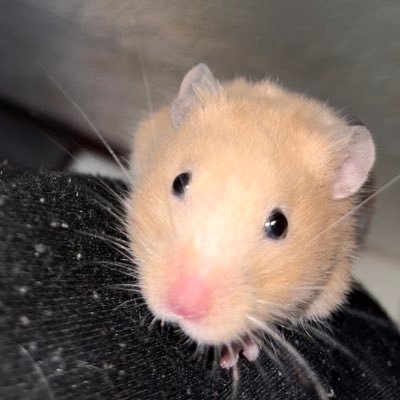 ivxncitxfc's profile picture. 