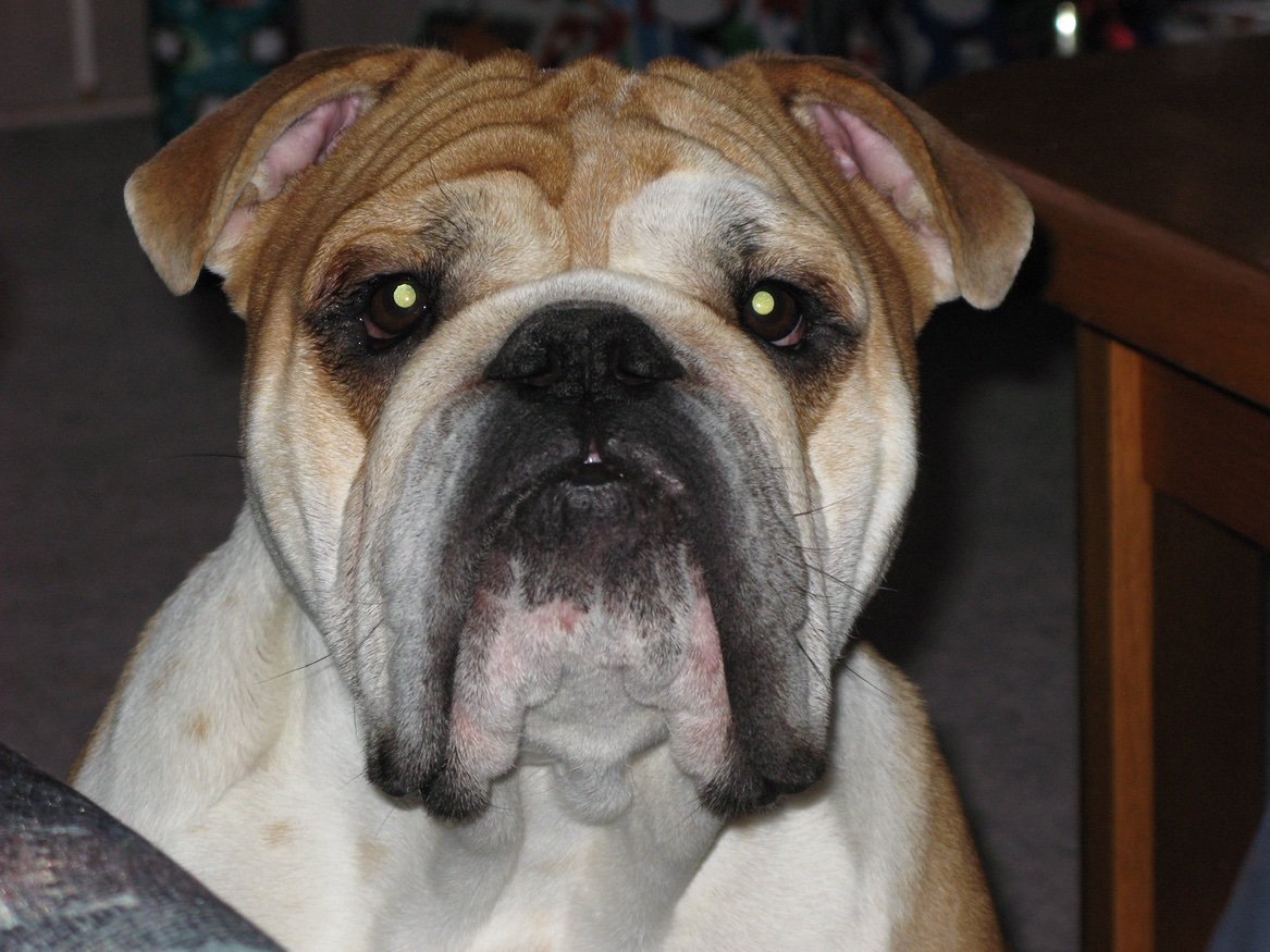 Ryanantividvax's profile picture. 