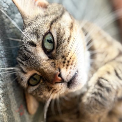 sisiz0z's profile picture. 