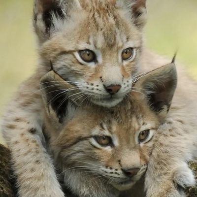 oliviapaw1's profile picture. 🎨 Digital book cover designer | ✍️ Writer & storyteller | I create covers that capture the soul of your story & help your books stand out ✨