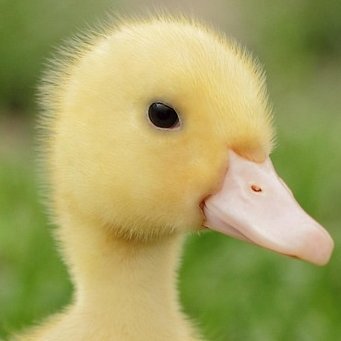 0xBelac's profile picture. Quack.