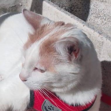 BuildWithAJ's profile picture. I help people and I build things.  

After years as an enterprise dev I am letting go of preconceived notions.

Founder of Ramble