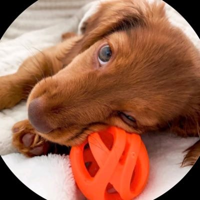 oorganiccone's profile picture. https://t.co/hFsF135shK