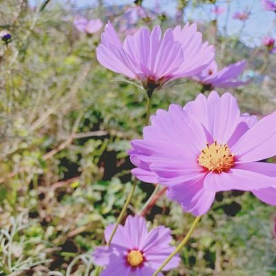 Liza_kuon's profile picture. 描くのは好きだけど技術はない。 猫と紅茶と焼き菓子と本があれば幸せ
何気に食物アレルギーっ子の母
水曜日ゲームお休みDay(ФωФ)🐾FF14