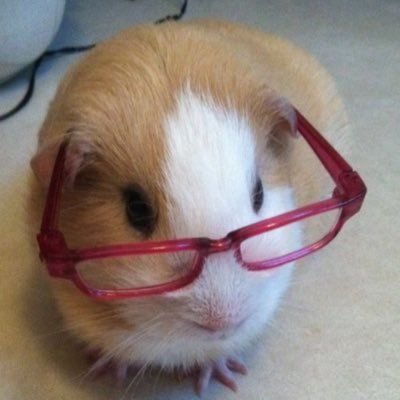 ivyll_br's profile picture. sw 49,7kg, cw 46,4kg, gw 45kg, cmbi 17.5