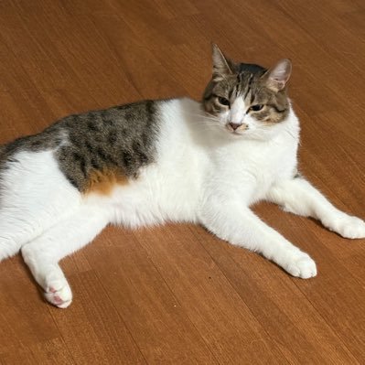 tanuhimawari's profile picture. 1stブルベ夏（ブライトサマー）2ndイエベ春（ブライトスプリング）/顔タイプフェミニン/30代/わりと色白の黄味肌/コスメ垢・美容垢さんフォロバします🧸♡相互希望です🌟/ロック？凍結？してるのか少しずつしかフォローできません...💧ゆっくりお迎え行きます🧁