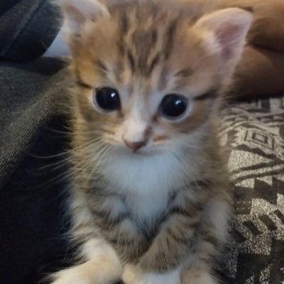 gasigye's profile picture. 행복이